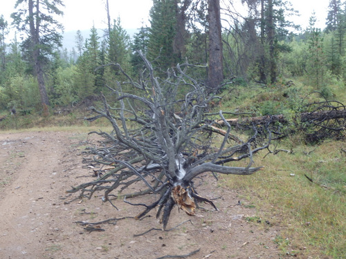 GDMBR: Tree down obstacle.